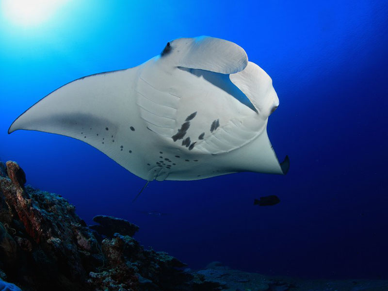 Big Island Manta Rays Snorkel