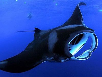 Big Island Manta Rays Snorkel